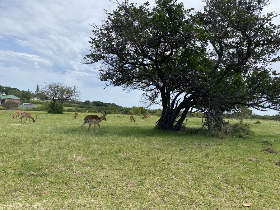 0 Bedroom Property for Sale in Cove Rock Eastern Cape